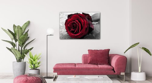 Bild Red rose black and white background - 90 x 60 cm