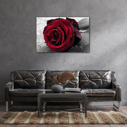 Bild Red rose black and white background - 90 x 60 cm