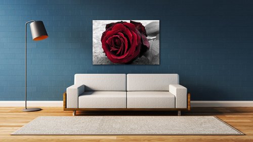 Bild Red rose black and white background - 90 x 60 cm