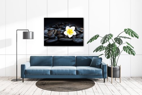 Bild White blossom on black stones - 70 x 50 cm