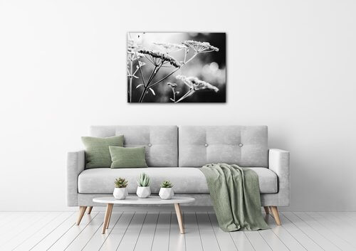 Bild Black and white meadow flower - 70 x 50 cm