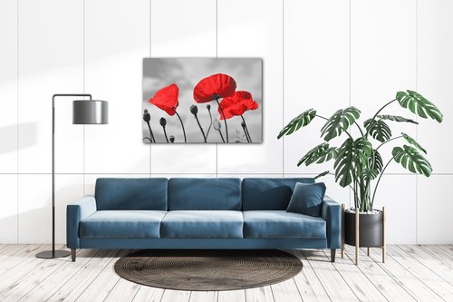 Bild Poppy - 70 x 50 cm