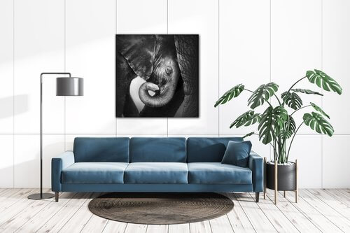 Bild Elephant black and white - 50 x 50 cm