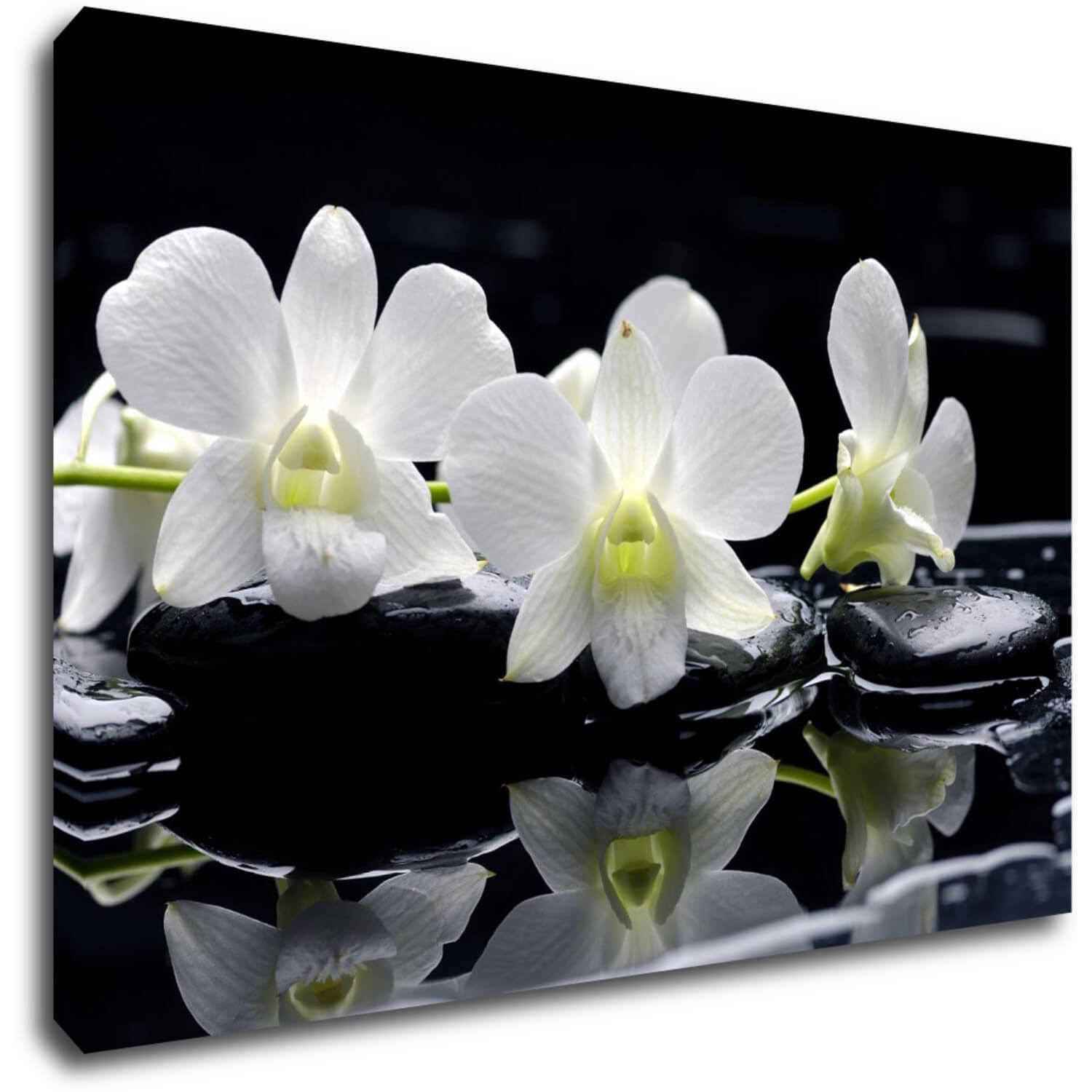 Bild White orchids black background - 90 x 60 cm