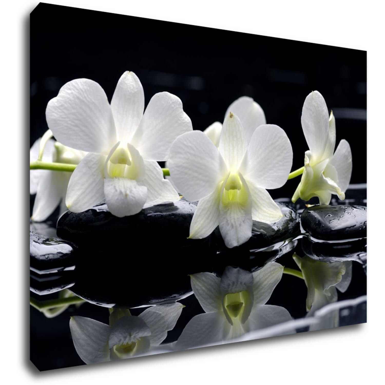 Bild White orchids black background - 70 x 50 cm