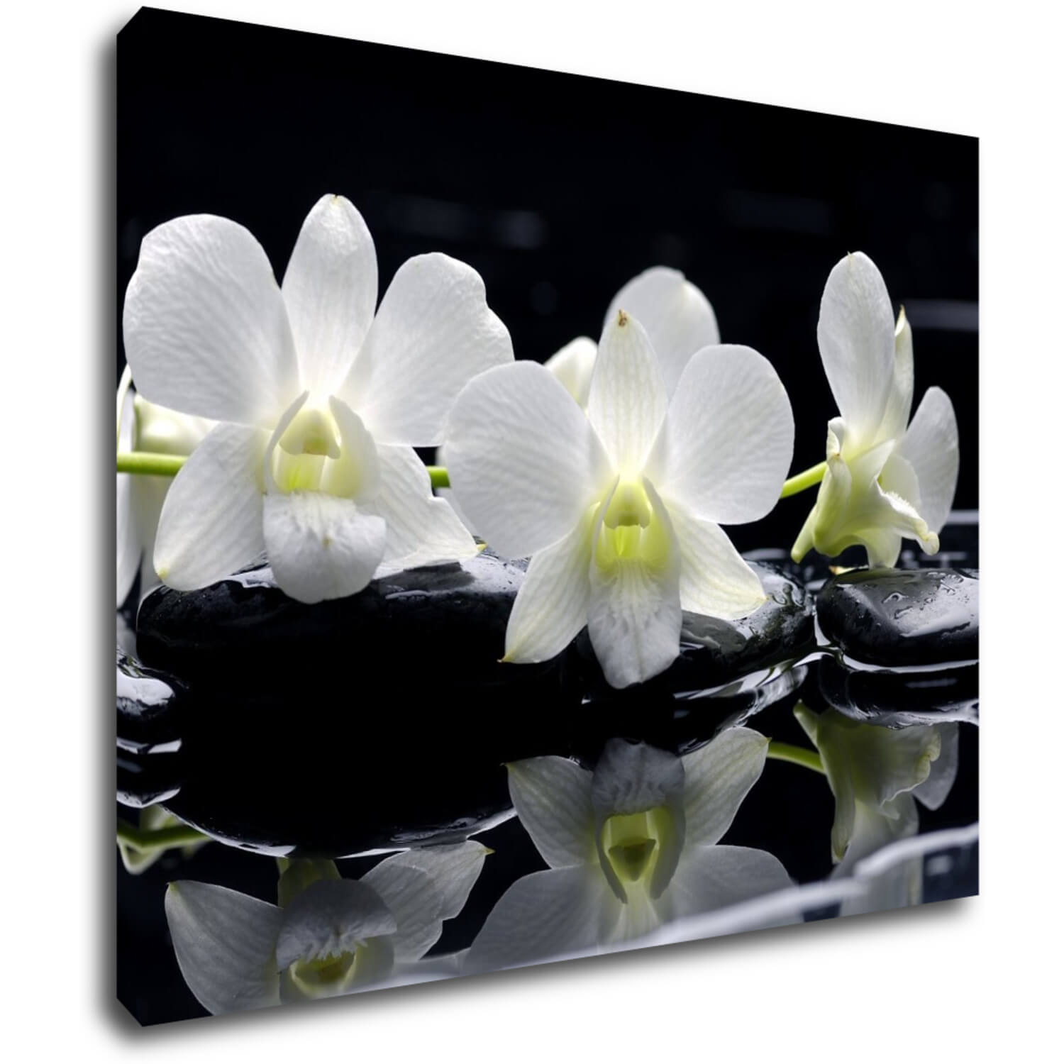 Bild White orchids black background - 90 x 70 cm
