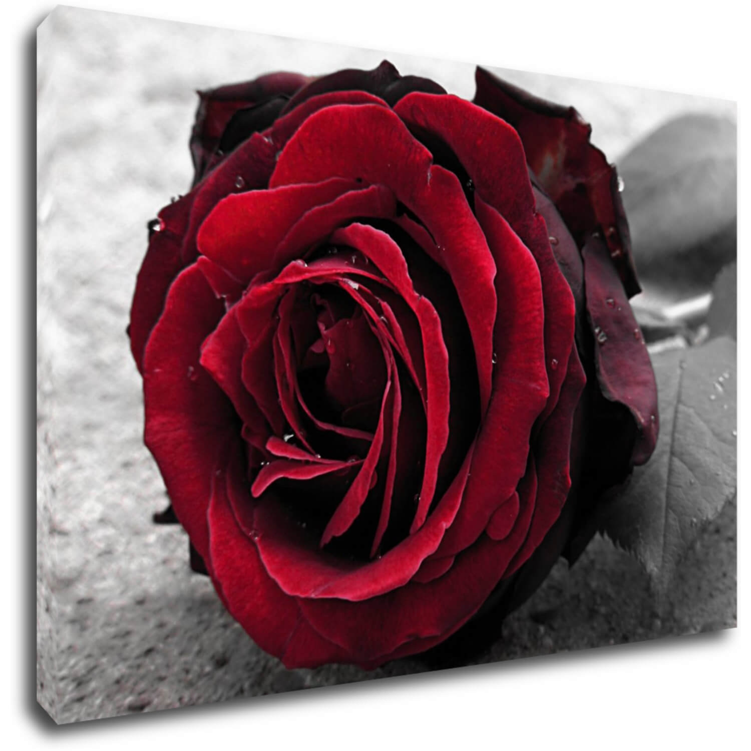 Bild Red rose black and white background - 90 x 60 cm