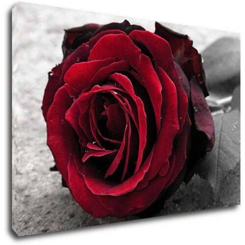 Bild Red rose black and white background - 90 x 60 cm