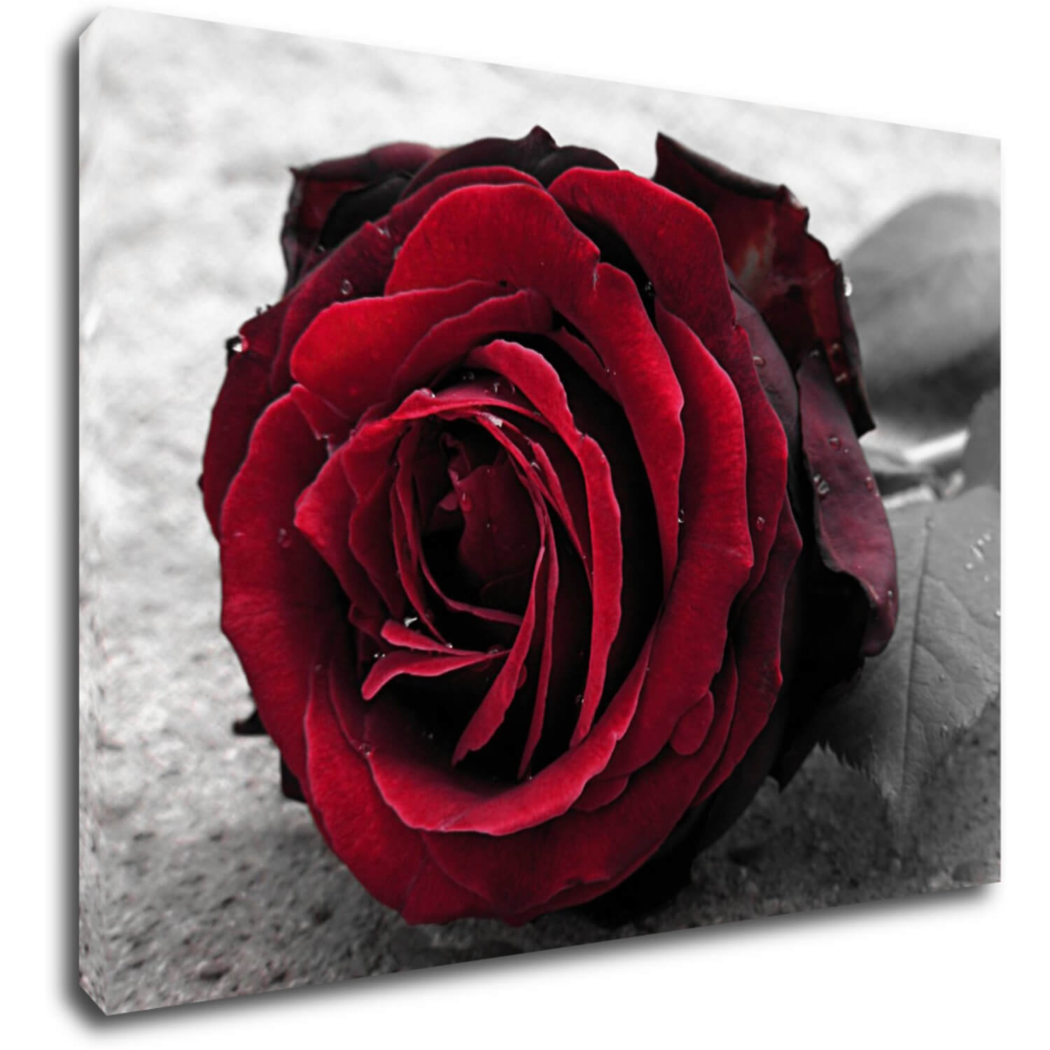 Bild Red rose black and white background - 70 x 50 cm