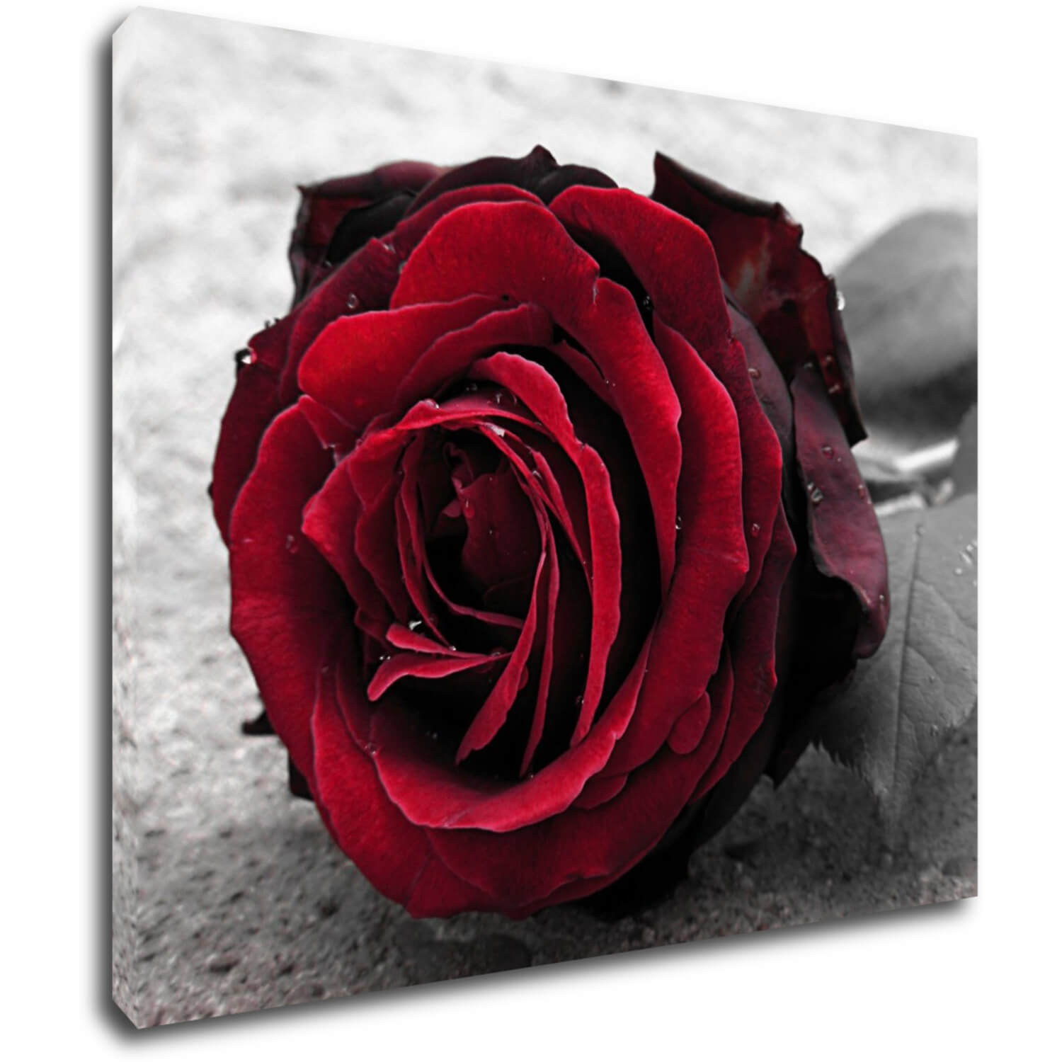 Bild Red rose black and white background - 90 x 70 cm