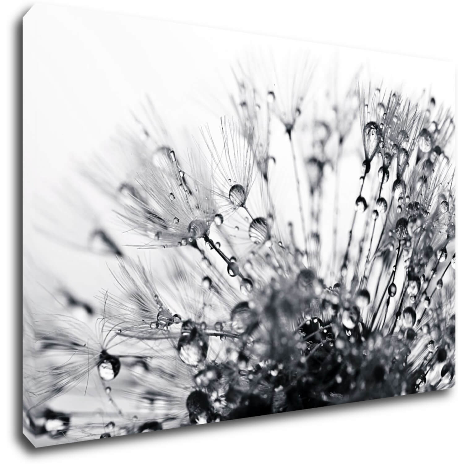 Bild Flower with little drops of water - 90 x 60 cm