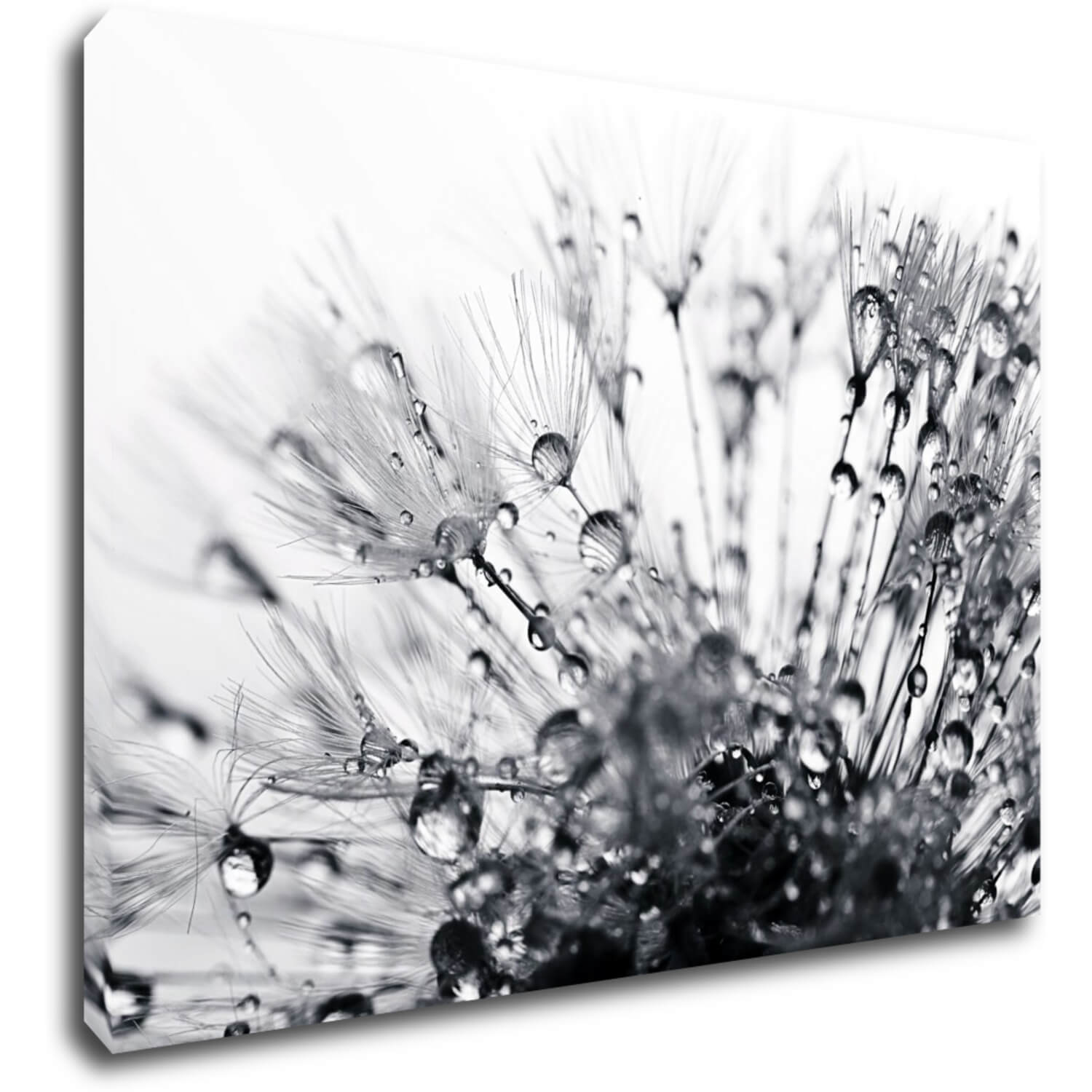 Bild Flower with little drops of water - 70 x 50 cm