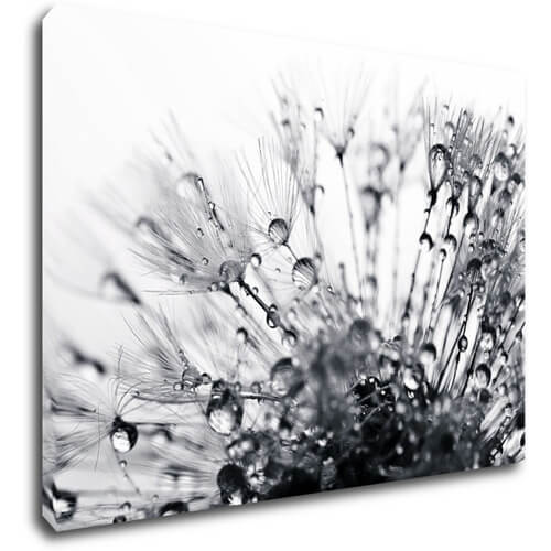 Bild Flower with little drops of water - 70 x 50 cm