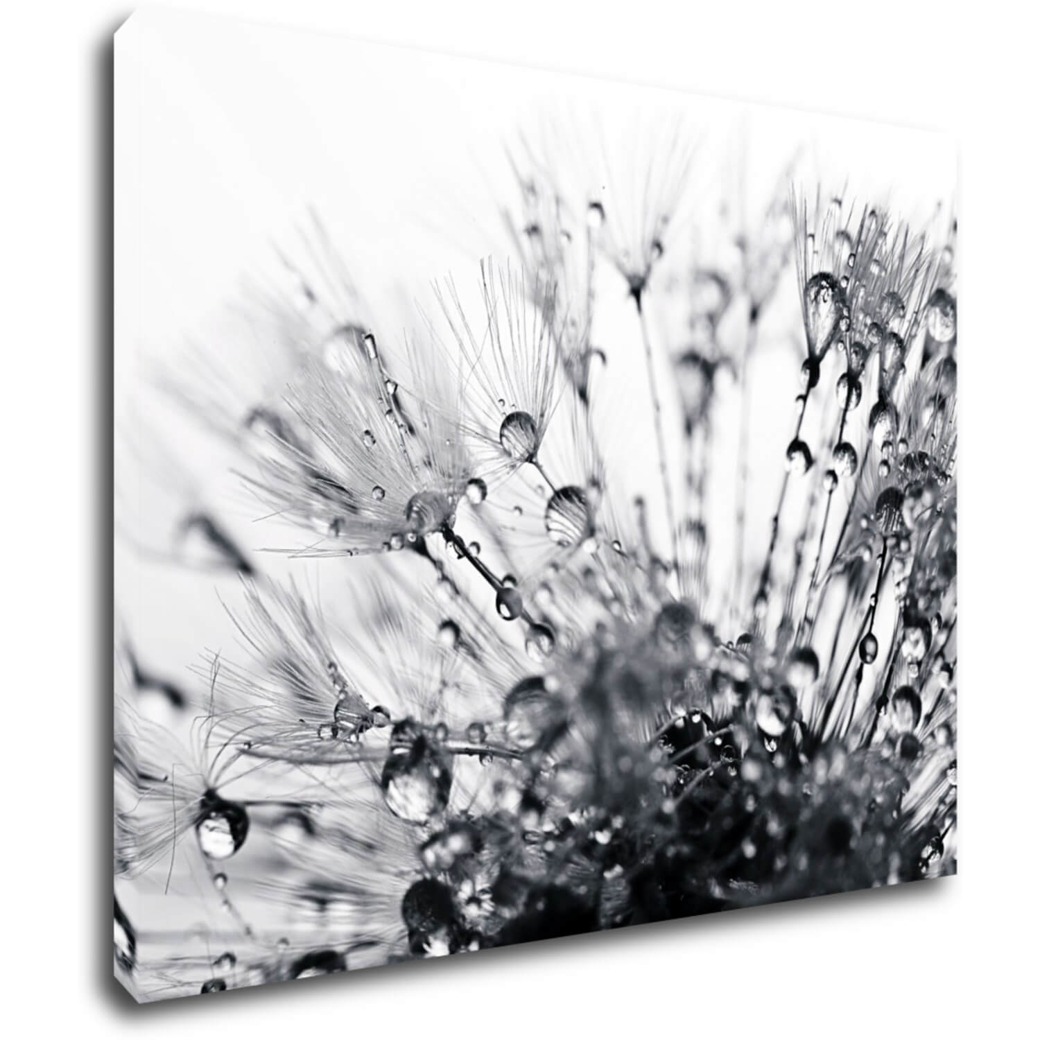 Bild Flower with little drops of water - 90 x 70 cm