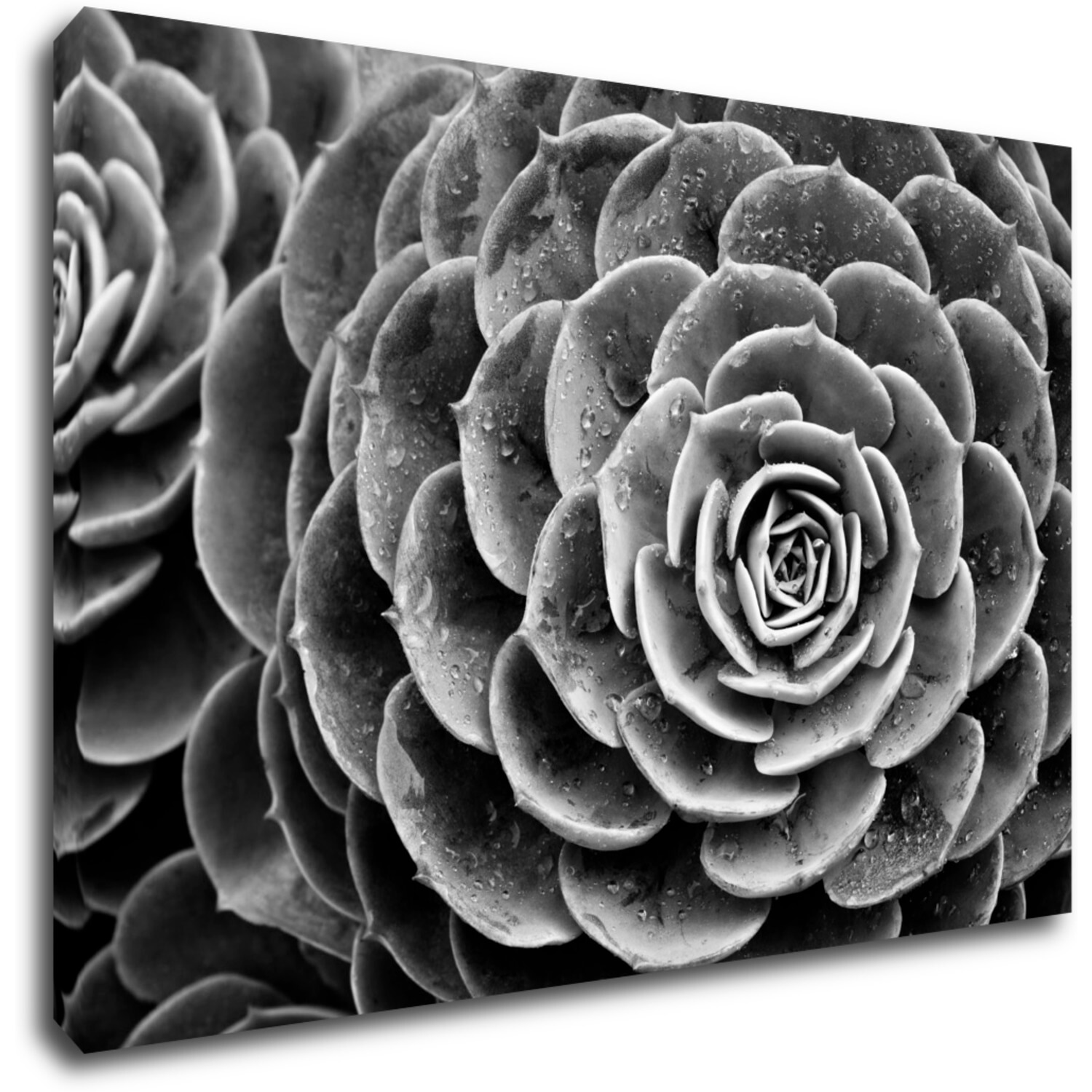 Bild Black and white blossom - 60 x 40 cm