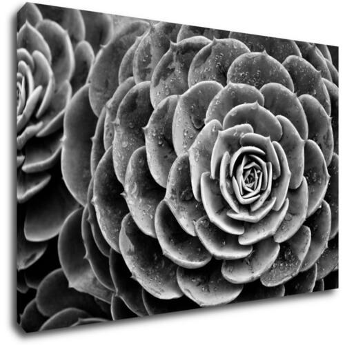 Bild Black and white blossom - 60 x 40 cm