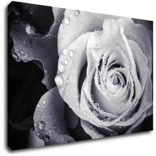 Bild Black and white rose with drops of water - 90 x 60 cm
