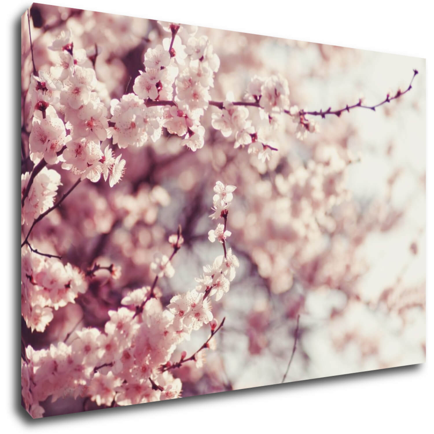 Bild Light pink blossom on the tree - 60 x 40 cm