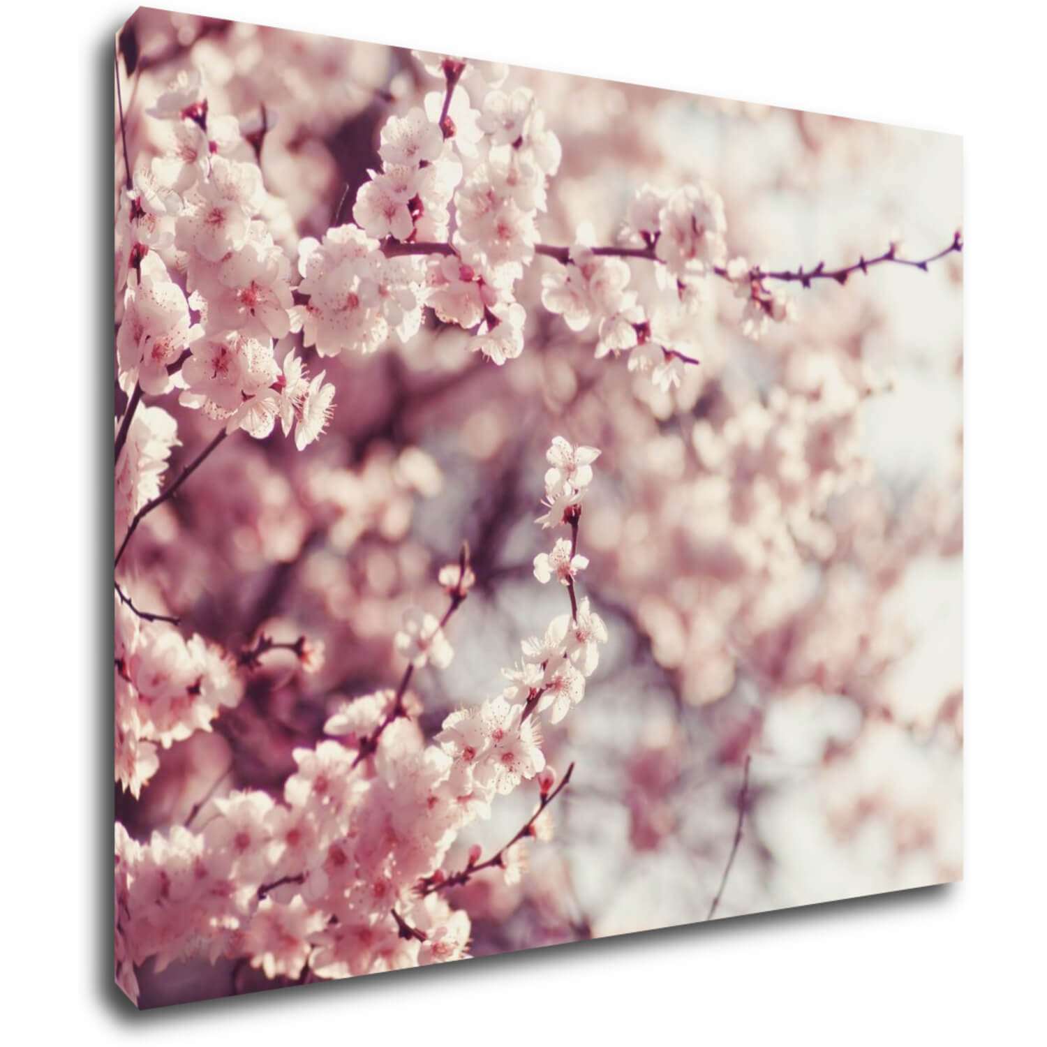 Bild Light pink blossom on the tree - 90 x 70 cm