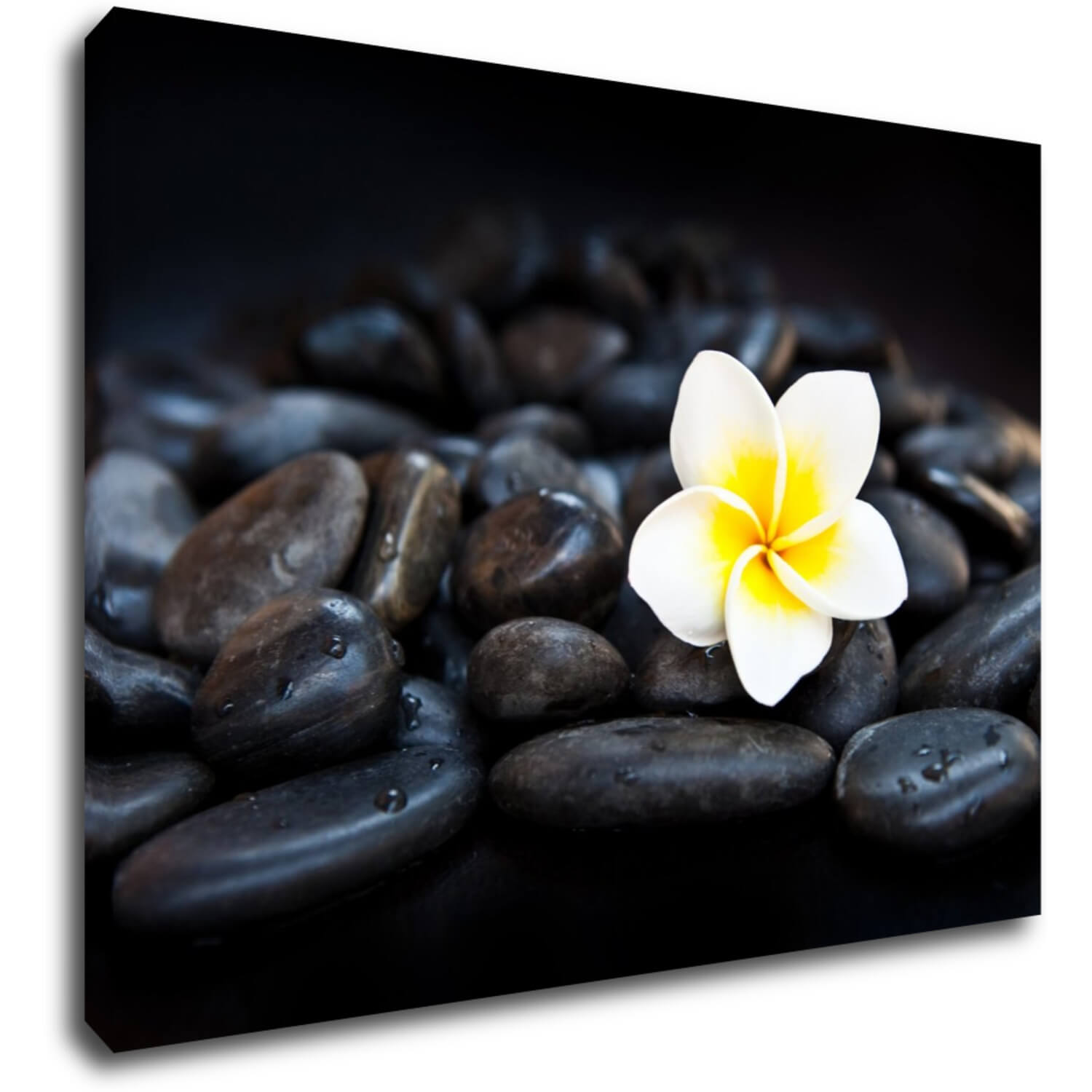 Bild White blossom on black stones - 70 x 50 cm