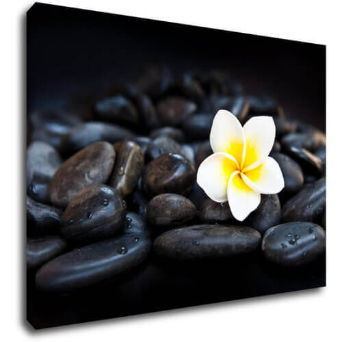 Bild White blossom on black stones - 70 x 50 cm