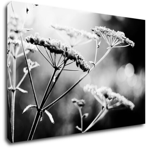 Bild Black and white meadow flower