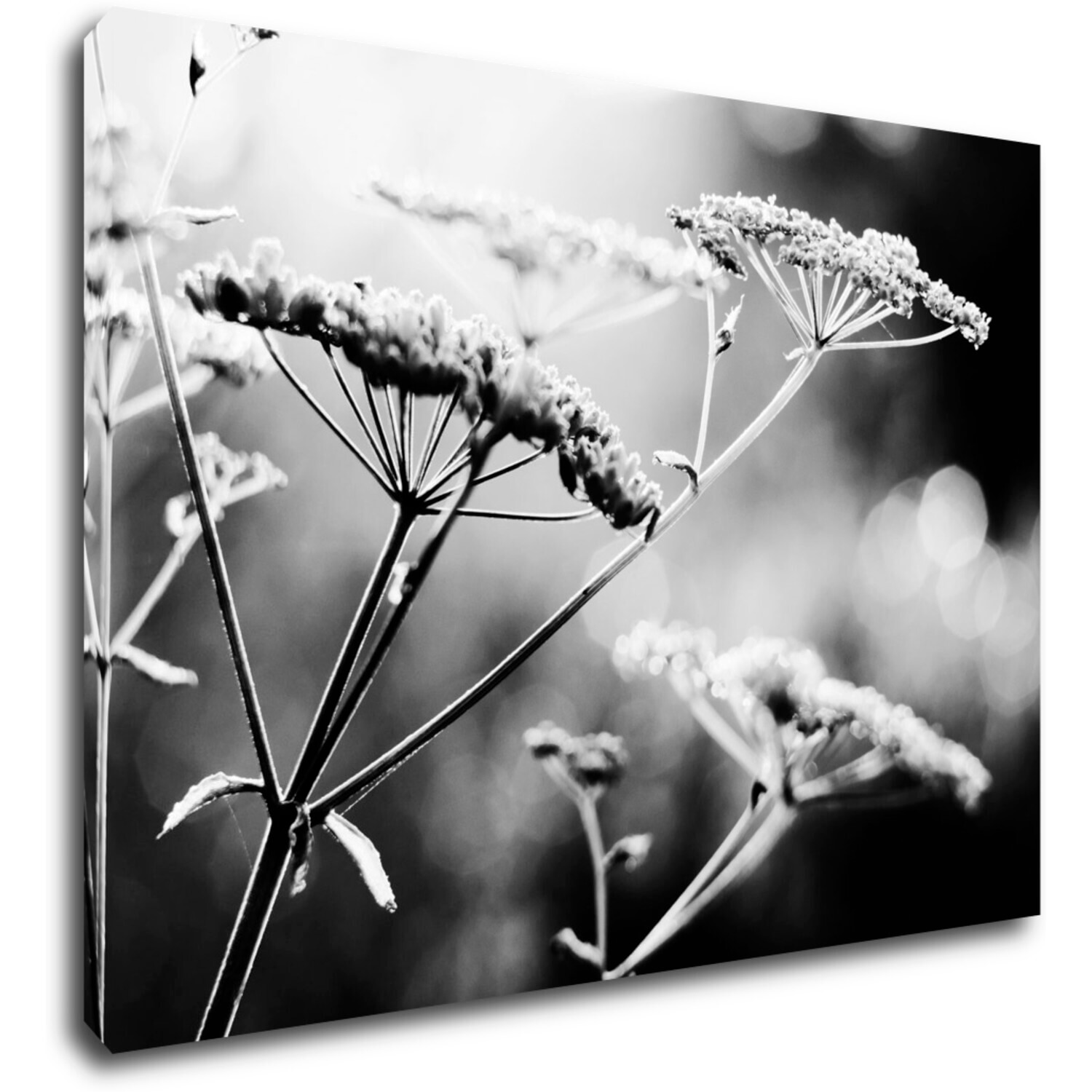 Bild Black and white meadow flower - 70 x 50 cm