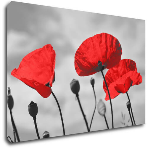 Bild Poppy - 90 x 60 cm