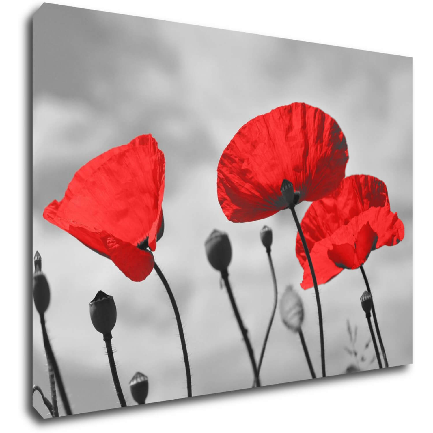 Bild Poppy - 70 x 50 cm