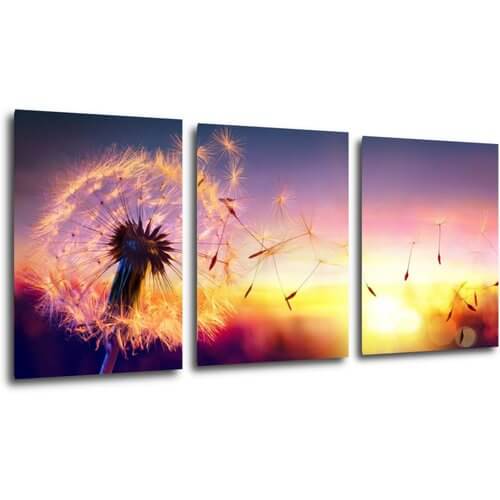 Bild Dandelion and sunset - 150 x 70 cm (3-teiliges)