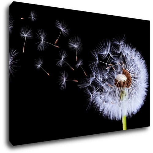Bild Dandelion black and green