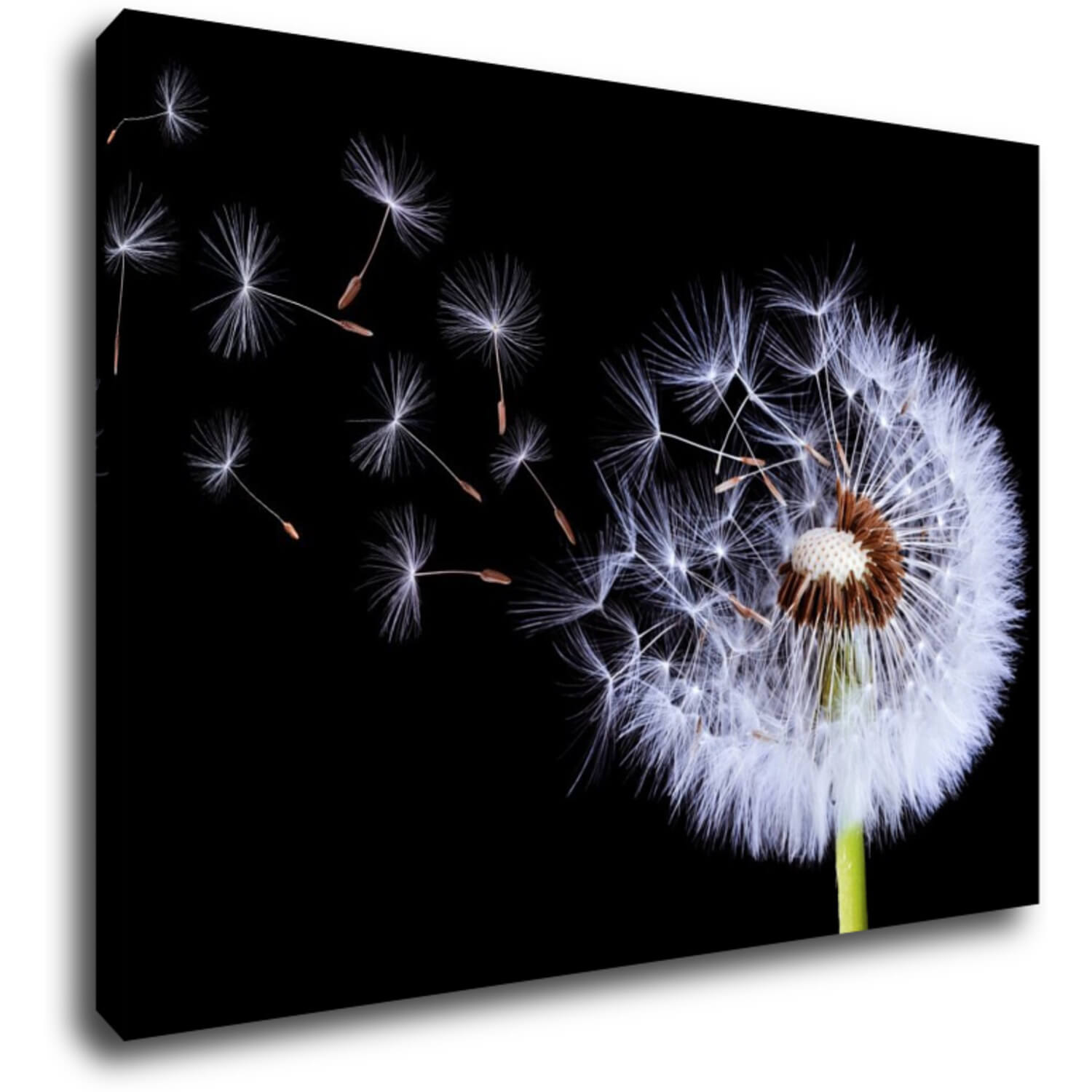 Bild Dandelion black and green - 70 x 50 cm