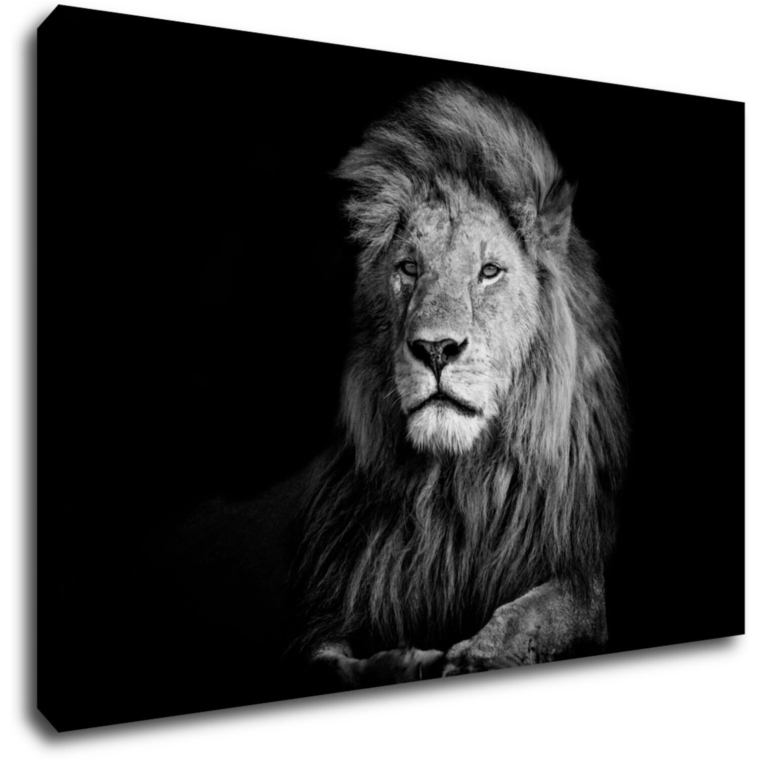 Bild Lion black and white - 60 x 40 cm