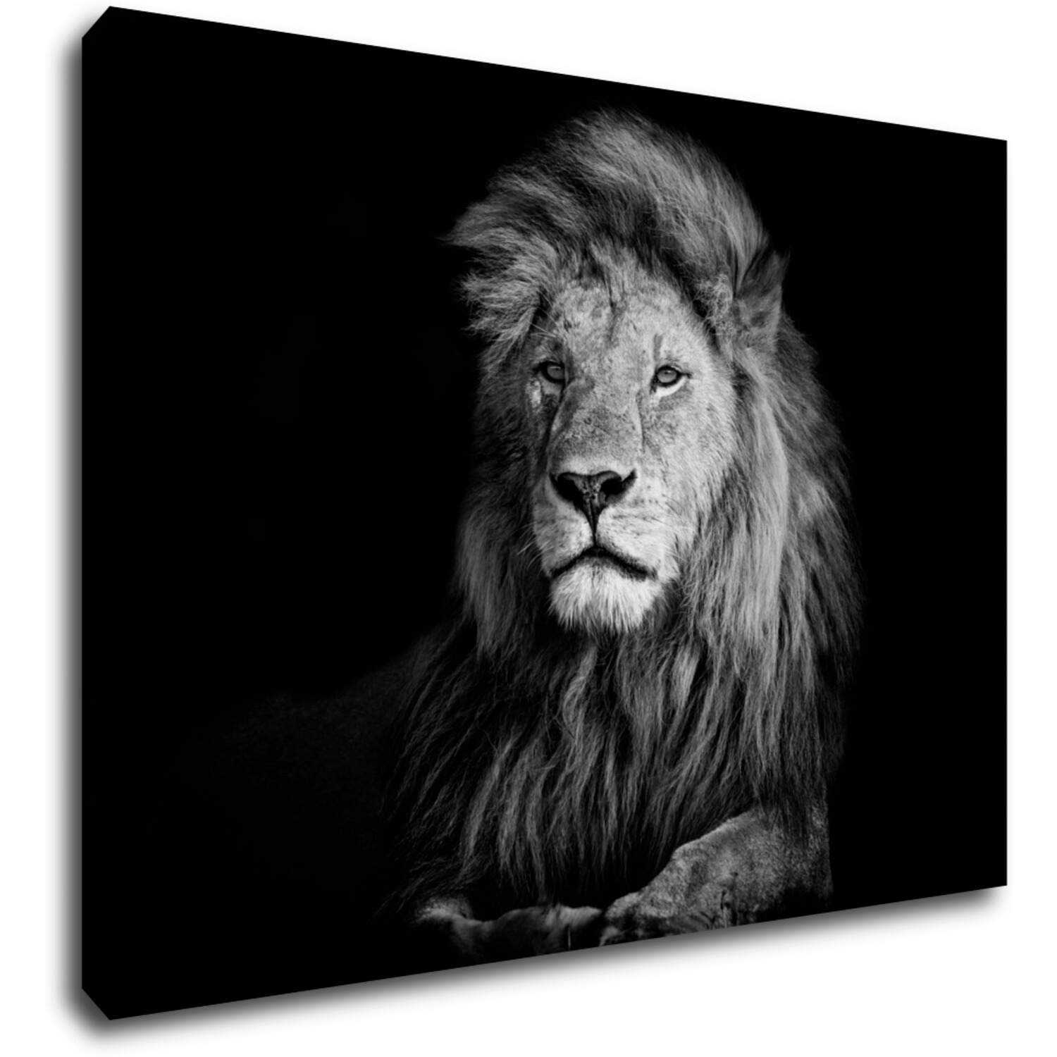 Bild Lion black and white - 70 x 50 cm