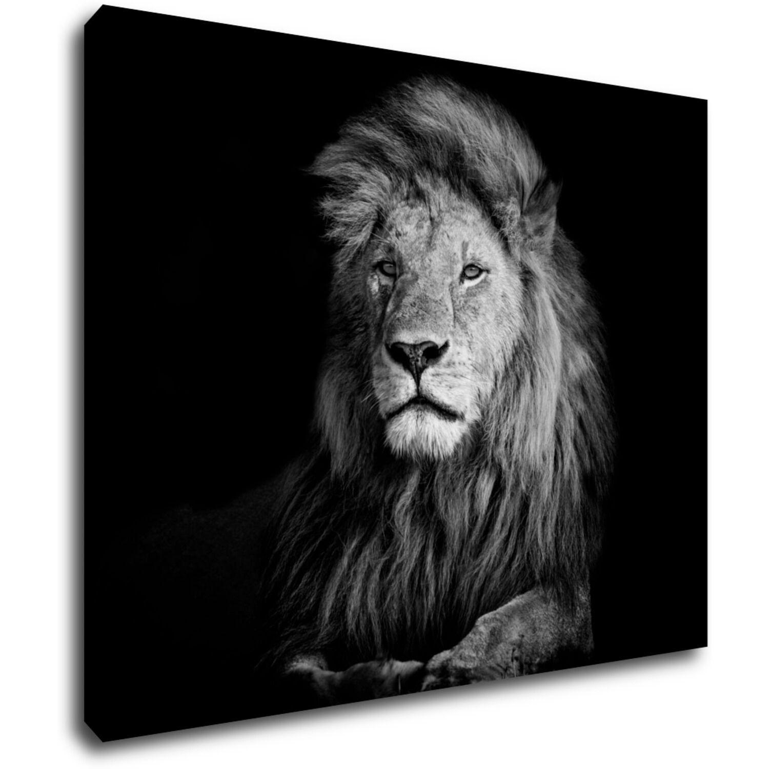 Bild Lion black and white - 90 x 70 cm