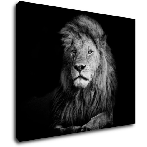 Bild Lion black and white - 90 x 70 cm
