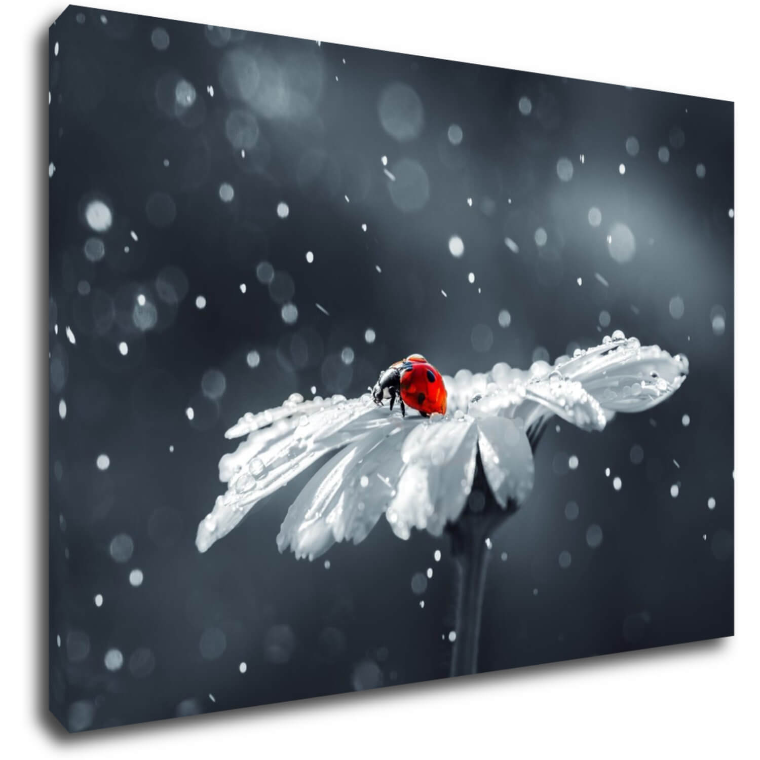 Bild Lady bug on the flower - 60 x 40 cm