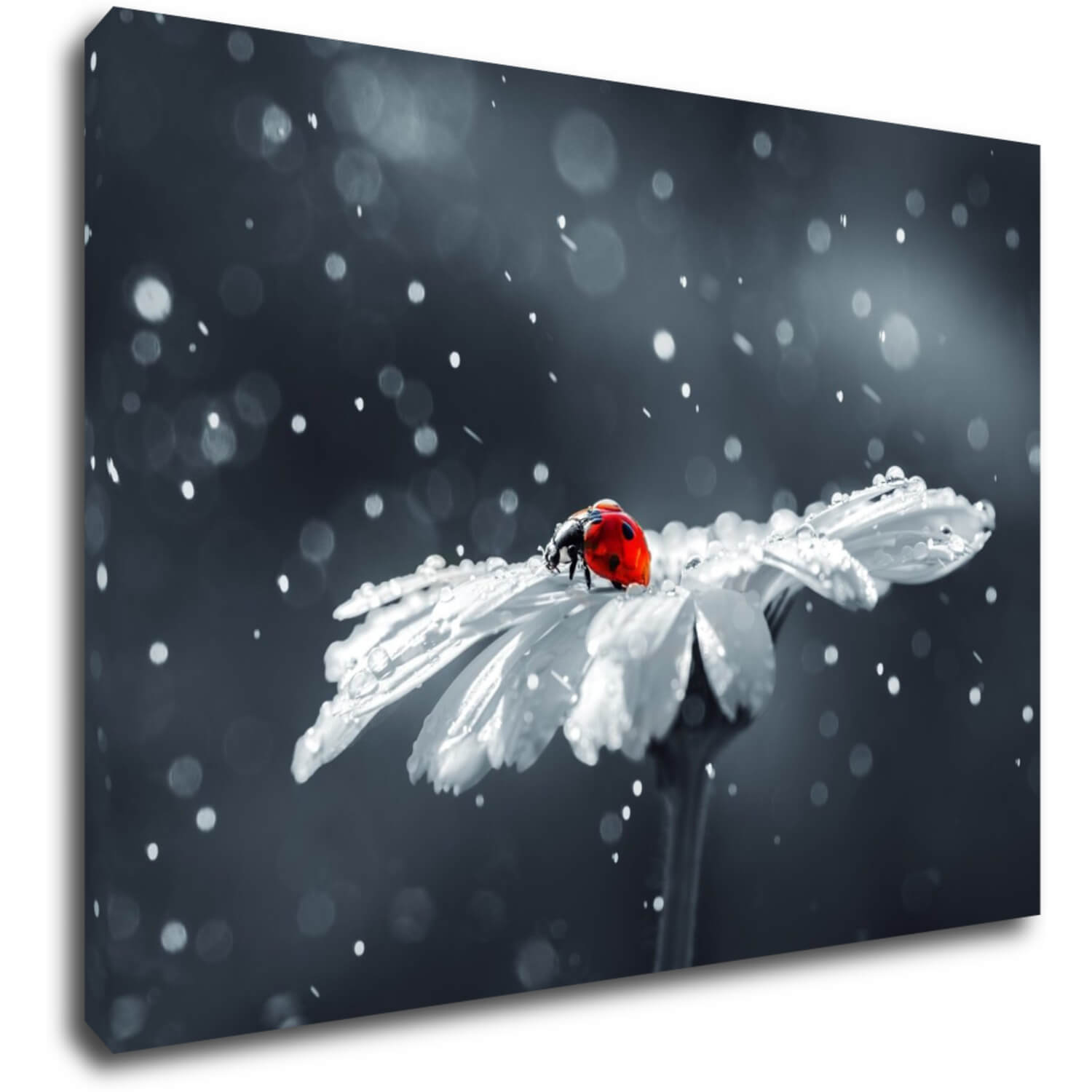 Bild Lady bug on the flower - 70 x 50 cm