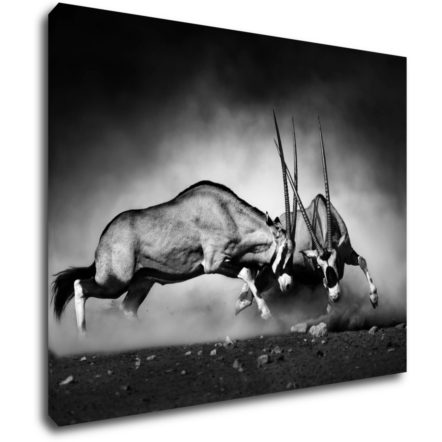 Bild Antilopes black and white - 90 x 70 cm