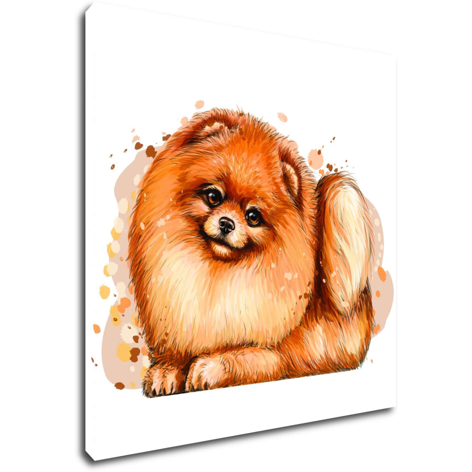 Obraz Dog Pomeranian - 40 x 40 cm