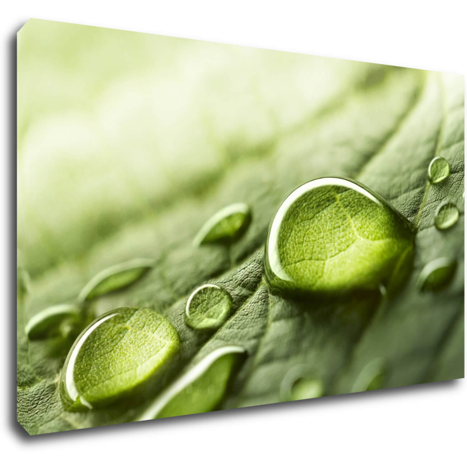 Bild Drops of water on the leaf - 50 x 30 cm