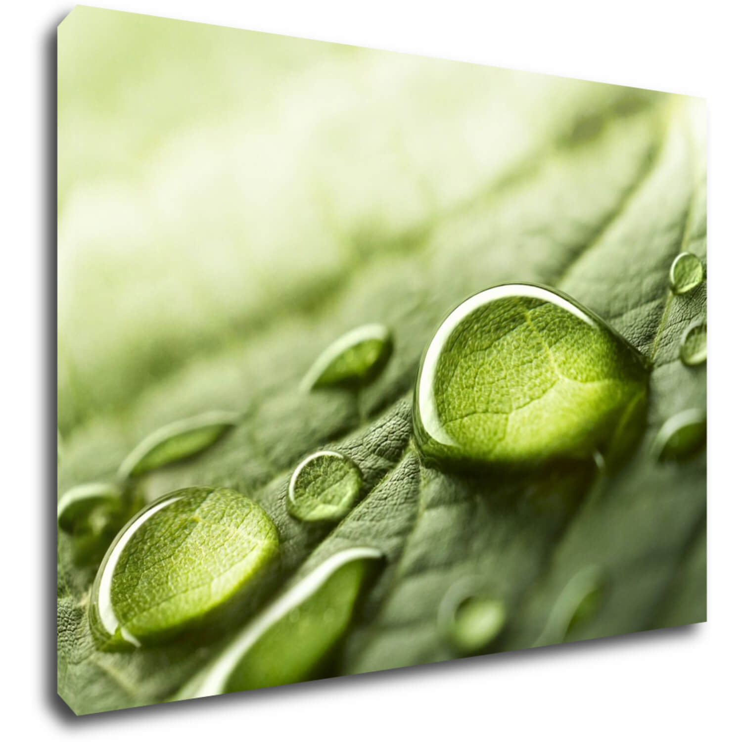 Bild Drops of water on the leaf - 70 x 50 cm