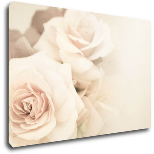 Bild White roses