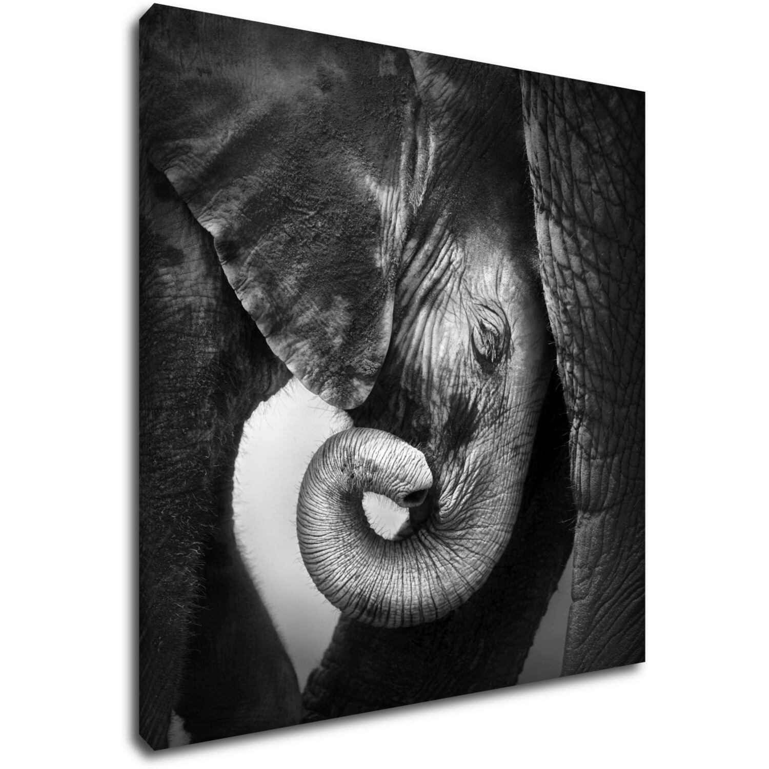 Bild Elephant black and white - 50 x 50 cm