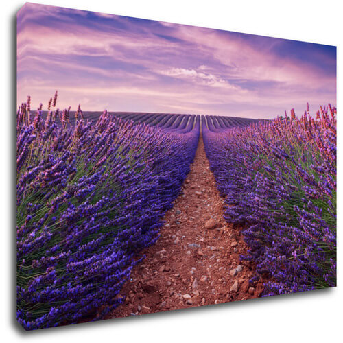 Bild Lavender field