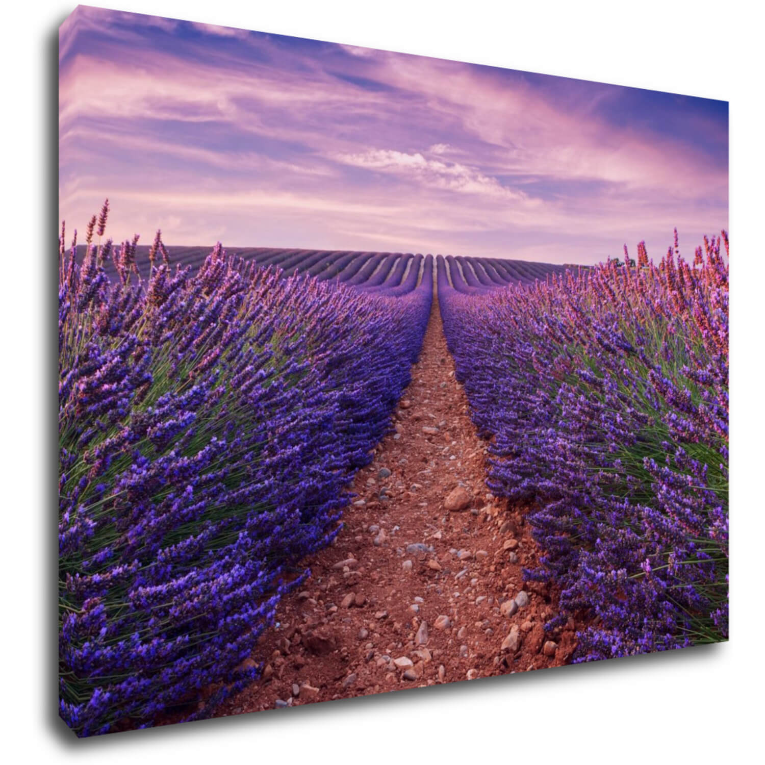 Bild Lavender field - 70 x 50 cm