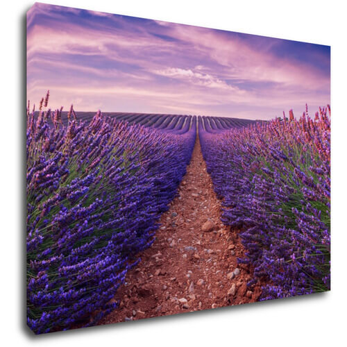 Bild Lavender field - 70 x 50 cm