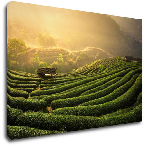 Bild Sunrise On The Tea Plantation