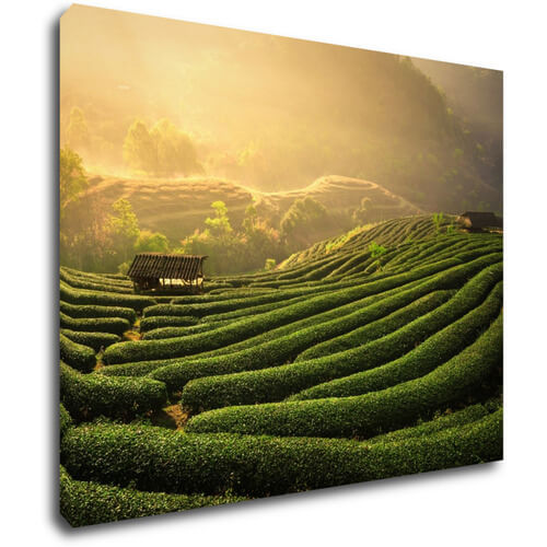 Bild Sunrise On The Tea Plantation - 90 x 70 cm