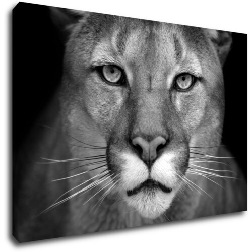 Bild Beast